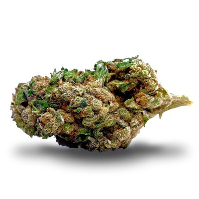 harlequin-susz-cbd-cannabis-light